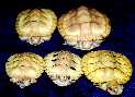 [ albino red-eared sliders ]