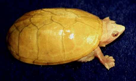  ALBINO MUSK TURTLE 