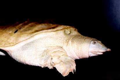  ALBINOTIC CHINESE SOFTSHELL 