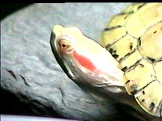 [ albino red-eared slider ]