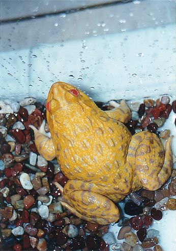  ALBINO FROG