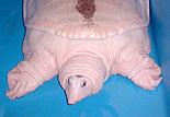 [ pure albino chinese softshelled turtle ]