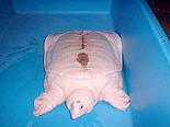 [ pure albino chinese softshelled turtle ]