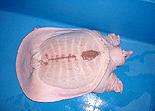 [ pure albino chinese softshelled turtle ]