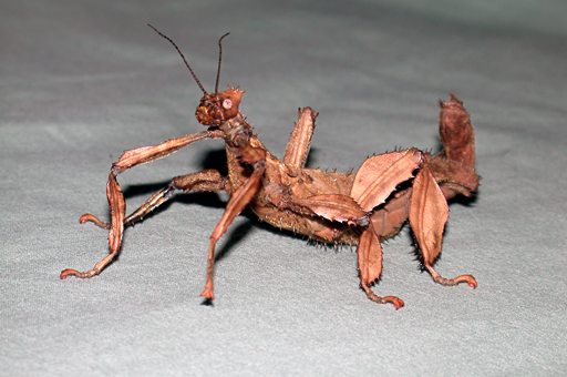 australian stick bug