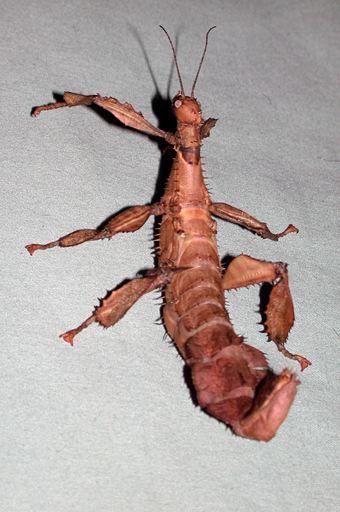 australian stick bug