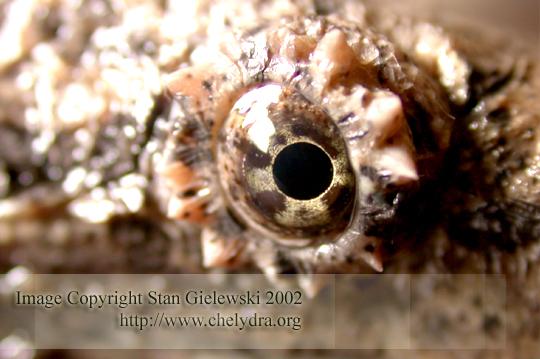 alligator snapping turtle - eye