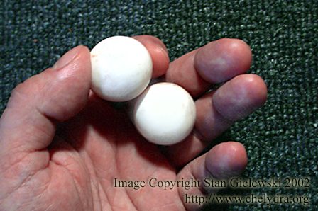  snapping turtle egg 