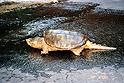 [ Common snapping turtle ]