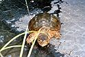 [ Common snapping turtle ]