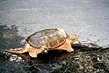 [ Common snapping turtle ]