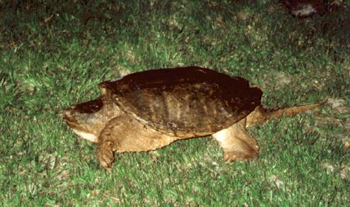  Common snapper 