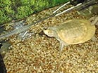 [ ALBINO SOFT-SHELLED TURTLE ]