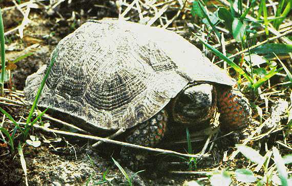  Portrait of a wood turtle 