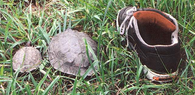  Two wood turtles 