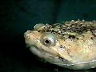 [ An albinotic common snapper - head ]