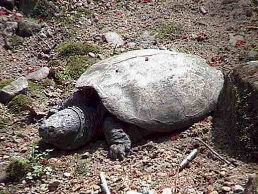  Common snapping turtle 