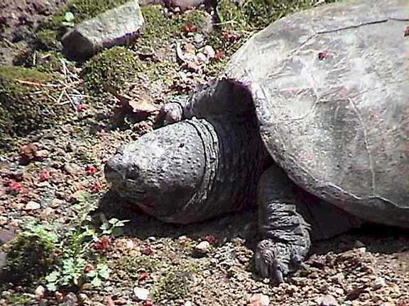  Common snapping turtle 