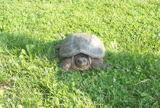  Common snapping turtle 