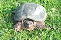 [ Common Snapping Turtle ]