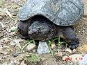 [ Common Snapping Turtle ]