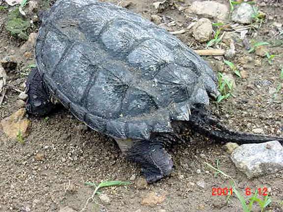  Common snapping turtle 