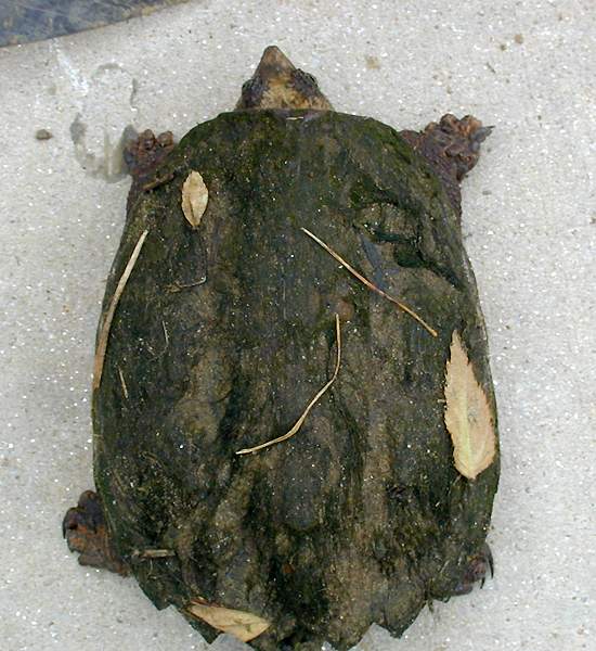  Common snapping turtle 