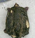 [ Common Snapping Turtle ]