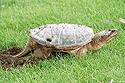 [ Common Snapping Turtle ]