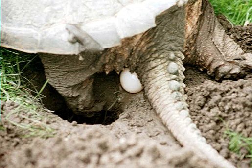  Common snapping turtle 