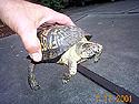 [ Ornate box turtle ]