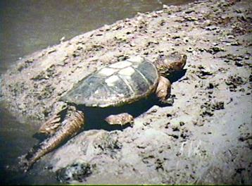  Common snapper basking 