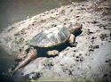 [ Common snapping turtle basking ]