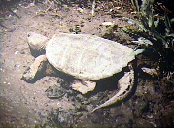  Common snapper basking