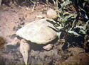 [ Common snapping turtle basking ]