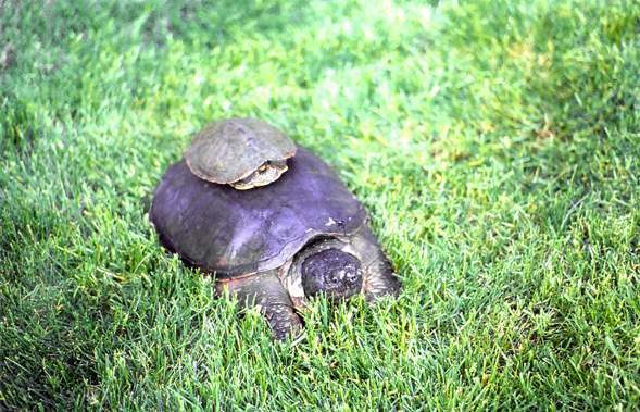  Common snapper 