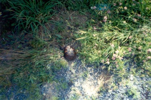  Eastern box turtle 