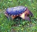 [ Common snapping turtle ]