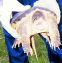 [ Common snapping turtle ]