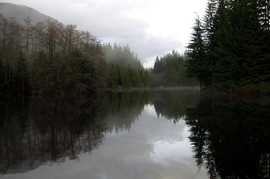 snapping turtle habitat