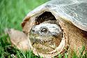  Common snapper nesting 