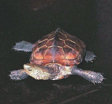 { Juvenile Reeves Turtle }