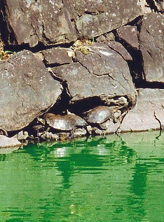 { Basking Reeves turtles }