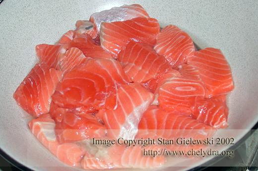 salmon