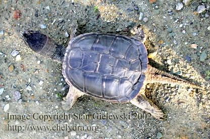  Chelydra serpentina serpentina - Common snapping turtle 