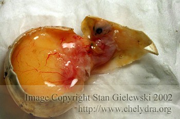 Snapping turtle embryo