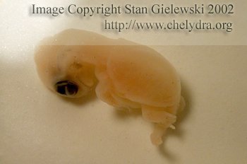 Snapping turtle embryo