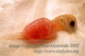 Snapping turtle embryo