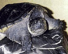  JUVENILE SNAPPER 